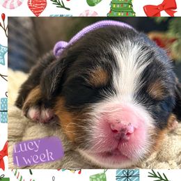 Lucy - Black and rust female Bernese Mountain Dog puppy in Purcell, Oklahoma from Swiss Berner Bears