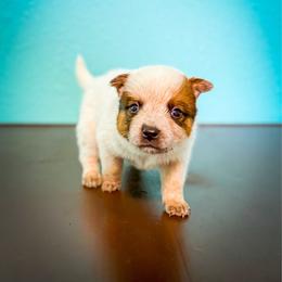 Yellow collar - Red speckled male Australian Cattle Dog puppy in Spokane, Washington from 4D Cattle Dogs