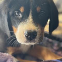 Bean (Brown Collar Girl) - Black, white and red female Greater Swiss Mountain Dog puppy in Knoxville, Maryland from Dahlgren Swissys