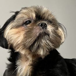 Aria - Shih Tzu