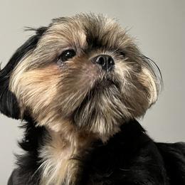 Aria - Shih Tzu
