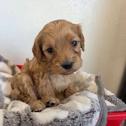 Angel - Red male Cavapoo puppy in Blackfoot, Idaho from Draper Mountain Doodles