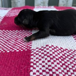 Crunch - Black tri-color male Australian Shepherd puppy in Laotto, Indiana from Circle B working Aussies