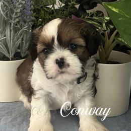 Conway - Black gold and white male Cavatzu puppy in Grove, Oklahoma from Rocky Oak Cavaliers & Biewer Terriers LLC