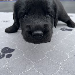 Assorted Doodle Crosses Puppies from Golden Mountain Doodles