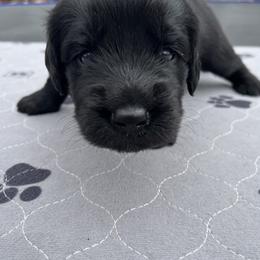 Assorted Doodle Crosses Puppies from Golden Mountain Doodles