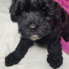 Girl 1 - Whoodle puppy in O'neill, Nebraska from Willowdale Doodles