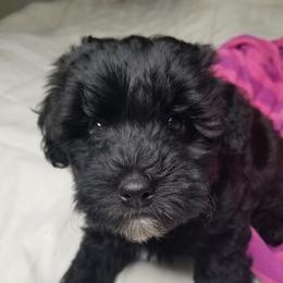 Girl 1 - Whoodle puppy in O'neill, Nebraska from Willowdale Doodles