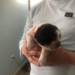 Mia - Black white and tan female English Springer Spaniel puppy in Egg Harbor, New Jersey from Whispering Cedars Springer Spaniels NJ
