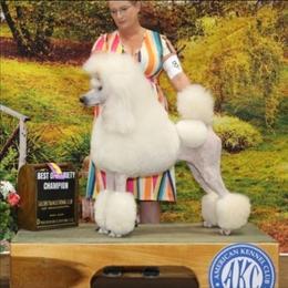 Gwen - Poodle