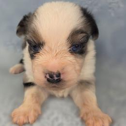 G5 - Blue merle female Miniature Australian Shepherd puppy in Citra, Florida from Southpaw Herders LLC