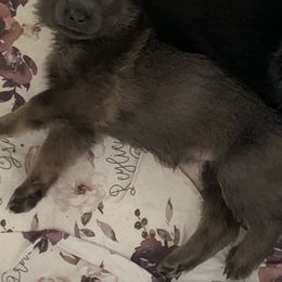 German Shepherd Puppies from Devon Rugerio's German Shepherds