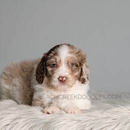 Bernedoodle and Goldendoodle Puppies from Beach Creek Kennel