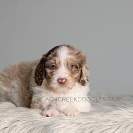 Bernedoodle and Goldendoodle Puppies from Beach Creek Kennel