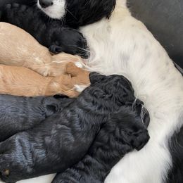 Cavapoos from Rusty Acres