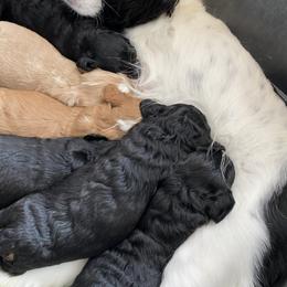 Cavapoos from Rusty Acres
