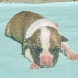 Snow White - Red brindle female American Staffordshire Terrier puppy in Guilford County, North Carolina from Explicit Kennel