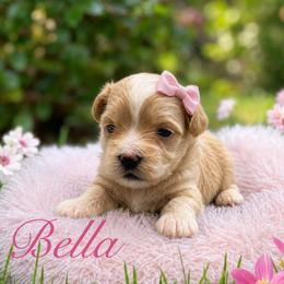 Bella - Red female Maltipoo puppy in Bowling Green, Kentucky from Denise Clark