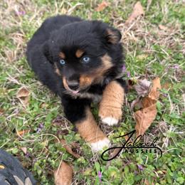 Joy - female Miniature Australian Shepherd puppy in Lumberton, Mississippi from Talowah Aussies