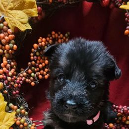 Miss Pink - Black and red female German Shepherd puppy in Newaygo, Michigan from Sterley Shepherds