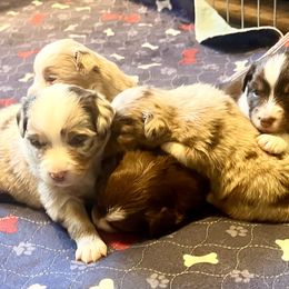 Toy Australian Shepherds from Buffy’s Little Aussies