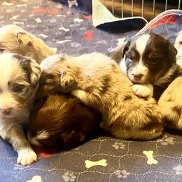 Toy Australian Shepherds from Buffy’s Little Aussies