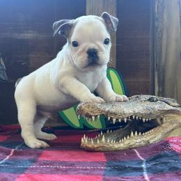 Runtz - Red brindle and white male Bulldog puppy in Little Rock, Arkansas from Freeway Bulls