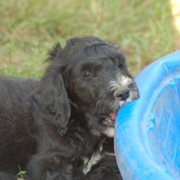 Rocky - Black male Goldendoodle puppy in Colchester, Connecticut from Top of the Hill Doodles