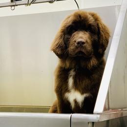 Newfoundland Puppies from Dyer Lake Newfoundland’s