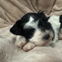 Miniature Schnauzers from Frances Hammond