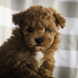 Kasper - Red  male Poodle puppy in Etna Green, Indiana from Perfect Match Poodles