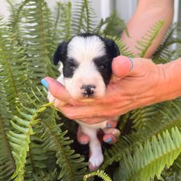 Belle - Lime Green Girl - Parti female Miniature Schnauzer puppy in Oneonta, Alabama from Murphree Valley Kennels