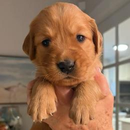 Hamilton - Dark golden male Golden Retriever puppy in Chico, California from Glenmac Goldens