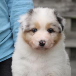 "5 week photo shoot!" Australian Shepherd Puppies from Mezzo Australian Shepherds