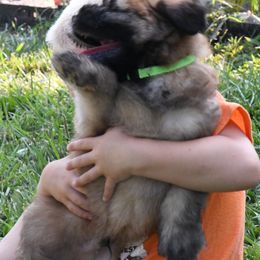 Australian Shepherd and Soft Coated Wheaten Terrier Puppies from BellSharps Australian Shepherds