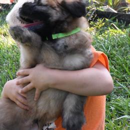 Australian Shepherd and Soft Coated Wheaten Terrier Puppies from BellSharps Australian Shepherds