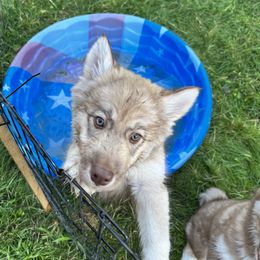 Girl 1 - Siberian Husky puppy in Washington from Soulful Heart Siberians