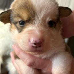 Sable Boy 2 - Sable male Pembroke Welsh Corgi puppy in Mountain View, Hawaii from Celtic Corgis