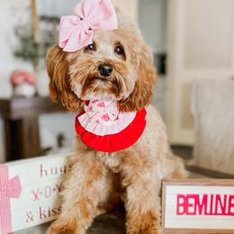 Sadie - Goldendoodle