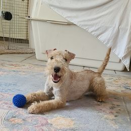 Giant Schnauzer and Lakeland Terrier Puppies from Lazy VL Lakelands