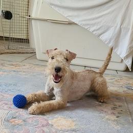 Giant Schnauzer and Lakeland Terrier Puppies from Lazy VL Lakelands