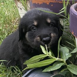Boy 3: Mako - Black and tan Companion Cross puppy in Arlington, Virginia from The Bosun Dog Project
