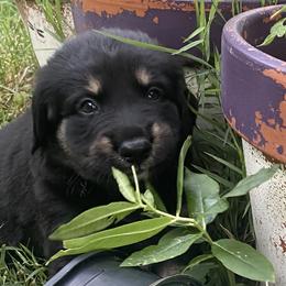 Boy 3: Mako - Black and tan Companion Cross puppy in Arlington, Virginia from The Bosun Dog Project