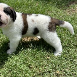 Boy 2 - White and brown Saint Bernard puppy in Albuquerque, New Mexico from St Peter’s Gate Pups