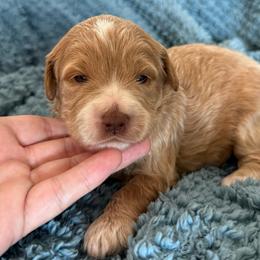 Bailey - Apricot female Goldendoodle puppy in Maricopa, Arizona from AZ Designer Goldendoodles
