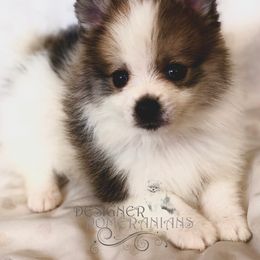 Pomeranian Puppies from Designer Pomeranians