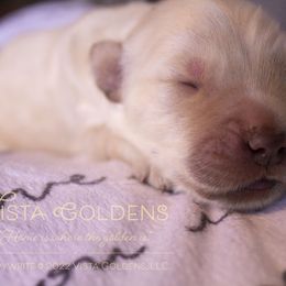 Forest - Golden Retriever puppy in Grand Blanc, Michigan from Vista Goldens