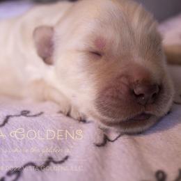 Forest - Golden Retriever puppy in Grand Blanc, Michigan from Vista Goldens