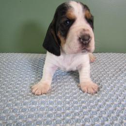 Snowball - Black white and brown female Basset Hound puppy in Francesville, Indiana from Sandyhill Basset Hounds