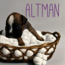 Girl 4 - female Boxer puppy in Salisbury, New Hampshire from Mountain View Boxers